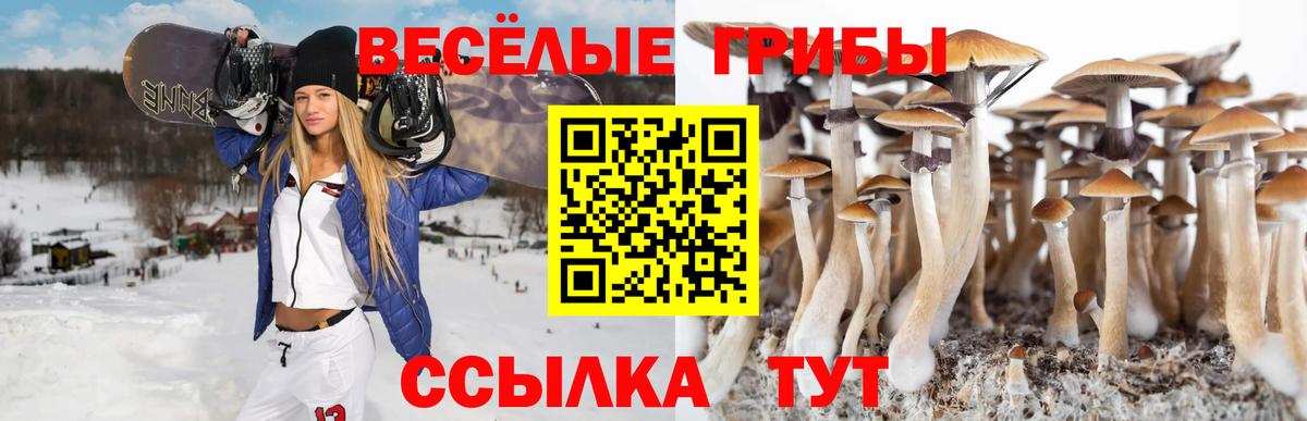 Псилоцибиновые грибы Psilocybe Туапсе